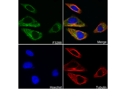 RPL8 Antibody