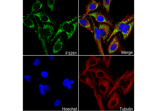 CLPX Antibody