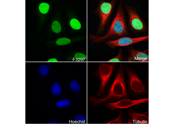 PDCD4 Antibody