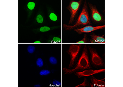 PDCD4 Antibody