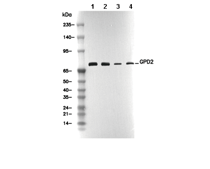 GPD2 Antibody