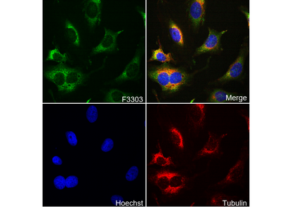 Bag1 Antibody