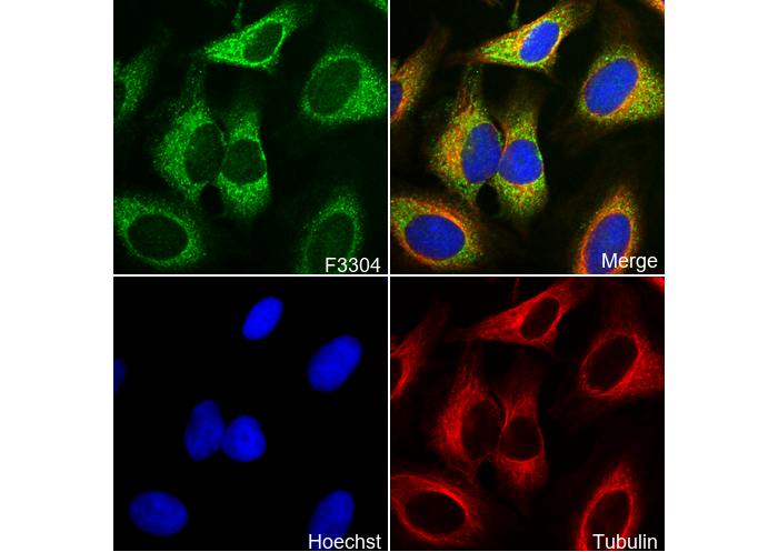 GPCR LGR6 Antibody