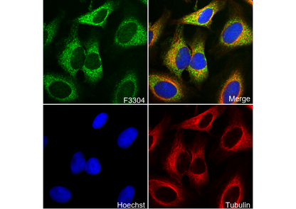 GPCR LGR6 Antibody