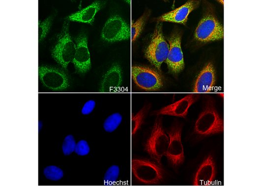 GPCR LGR6 Antibody