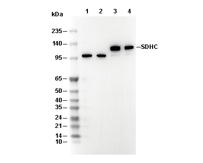 GPCR LGR6 Antibody