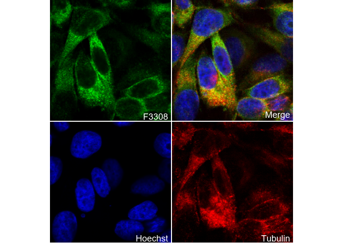 DGAT1 N-terminal Antibody