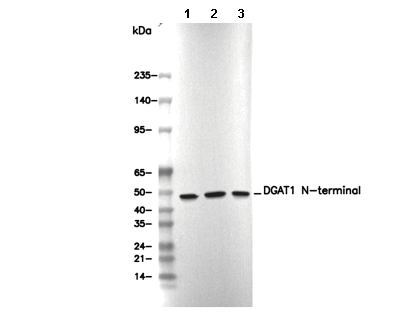 DGAT1 N-terminal Antibody