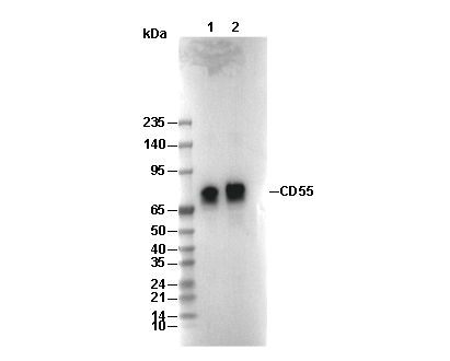 CD55 Antibody
