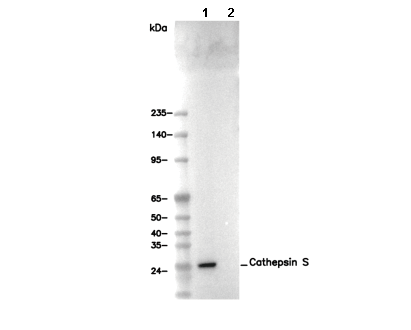 Cathepsin S Antibody