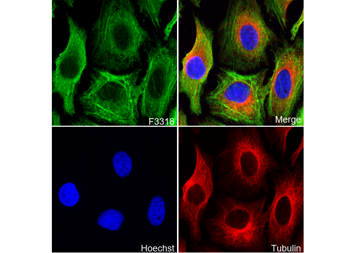 non-muscle Myosin IIA Antibody