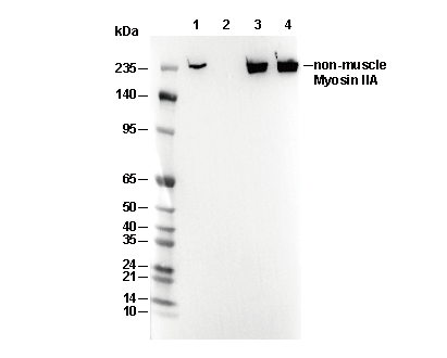 non-muscle Myosin IIA Antibody