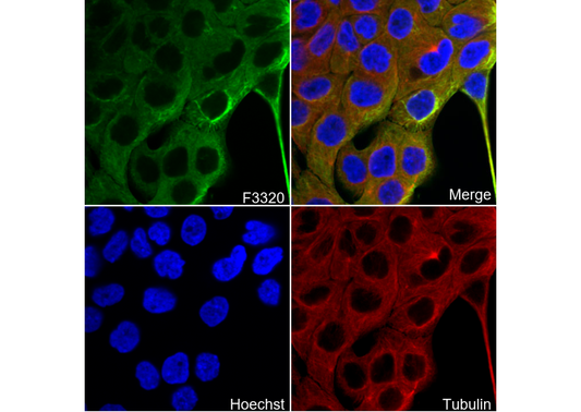 Cytokeratin 6 Antibody