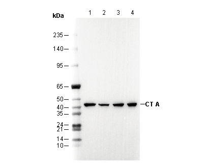 CT A Antibody