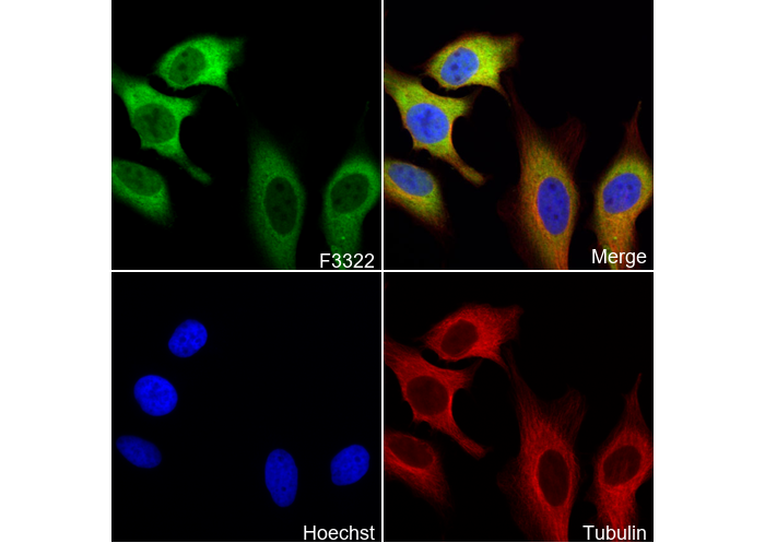 PGD Antibody