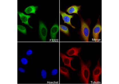 PGD Antibody