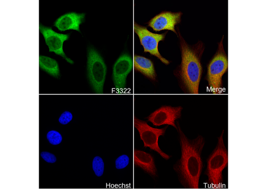 PGD Antibody