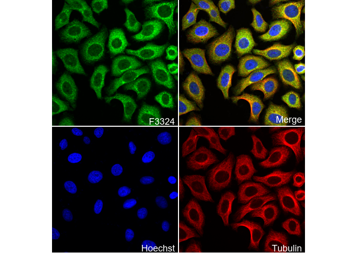TPD52 Antibody