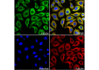 TPD52 Antibody