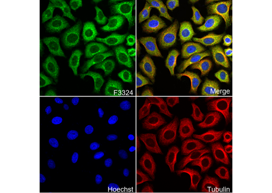 TPD52 Antibody