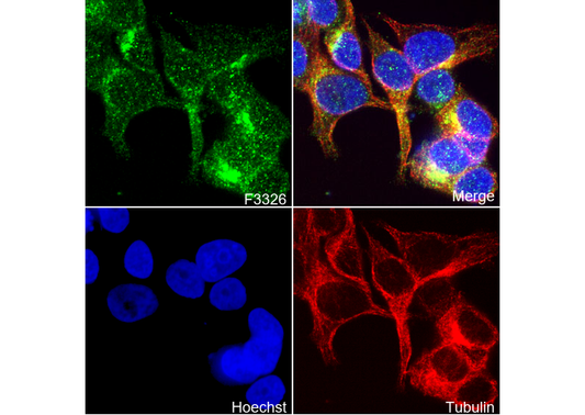 ARF1 + ARF3 Antibody