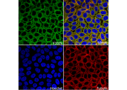 HERPUD1 Antibody