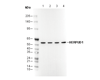 HERPUD1 Antibody