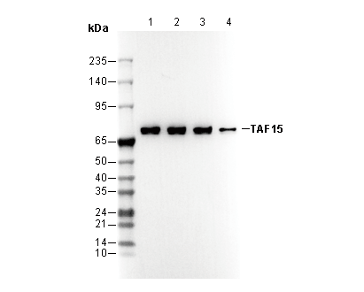 TAF15 Antibody