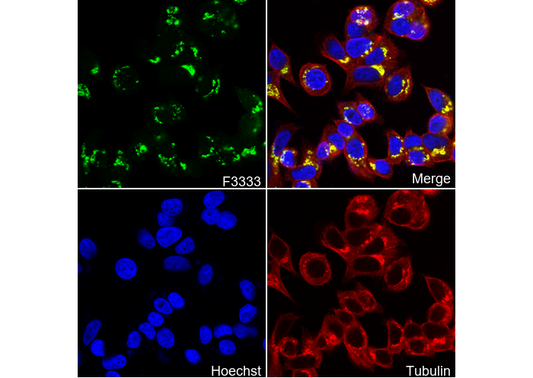 GRASP65 C-terminal Antibody