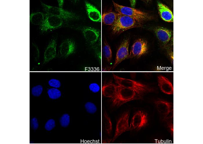 MAP1LC3A Antibody