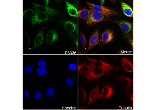 MAP1LC3A Antibody