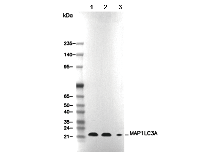 MAP1LC3A Antibody