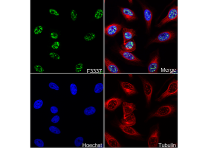 Cdc25C Antibody