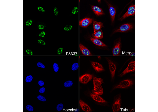 Cdc25C Antibody