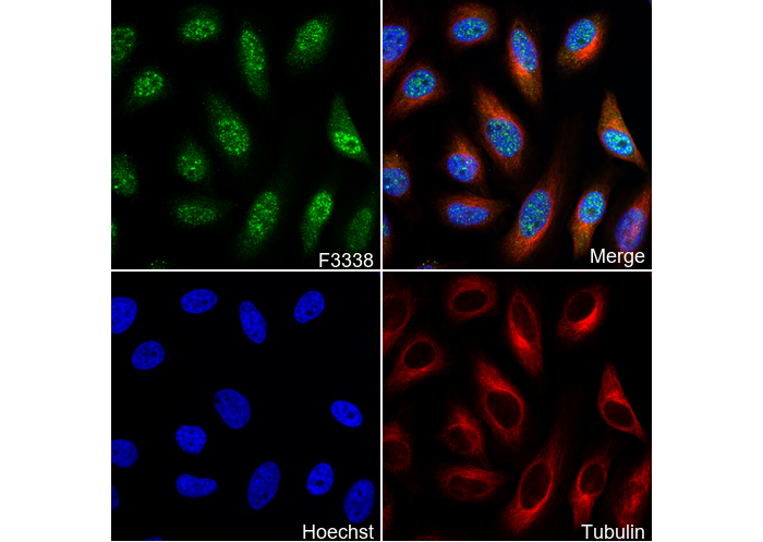 Smad1 Antibody