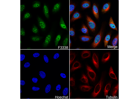 Smad1 Antibody