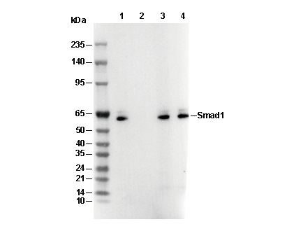 Smad1 Antibody