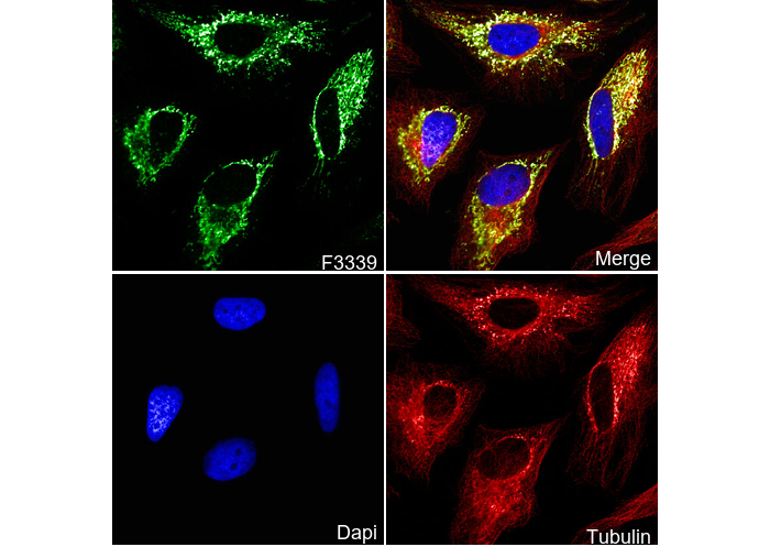 AIF Antibody