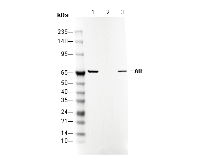 AIF Antibody