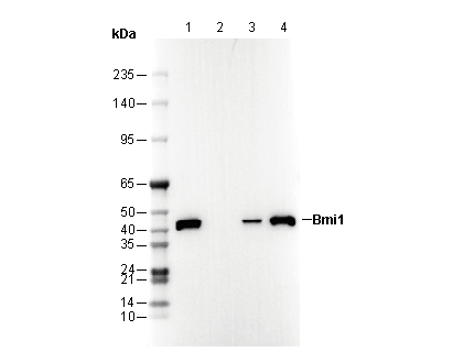 Bmi1 Antibody