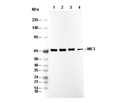ME3 Antibody