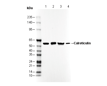 Calreticulin Antibody