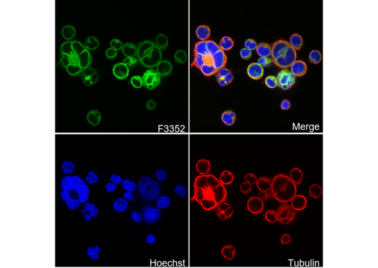 CD3D Antibody