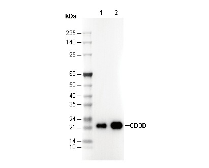 CD3D Antibody