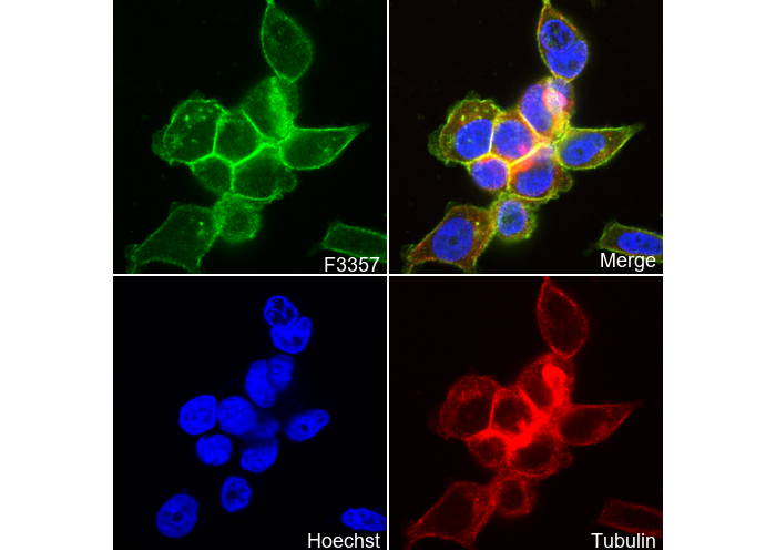 Ras Antibody