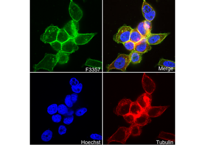 Ras Antibody