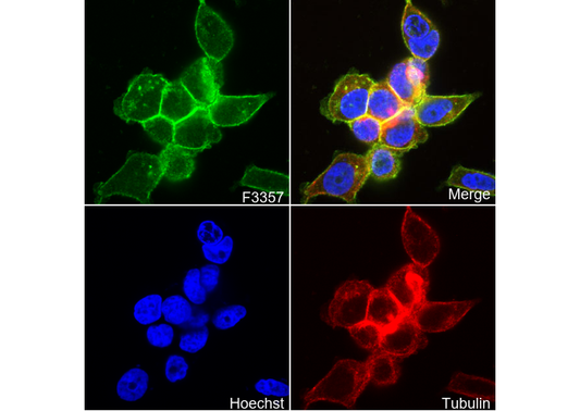 Ras Antibody