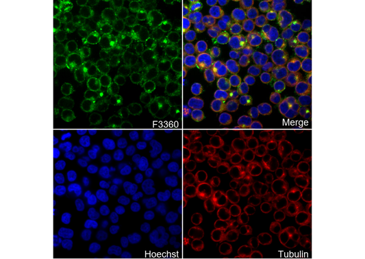 ASC/TMS1 Antibody