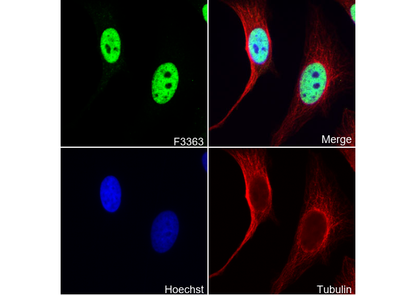 CTCF Antibody