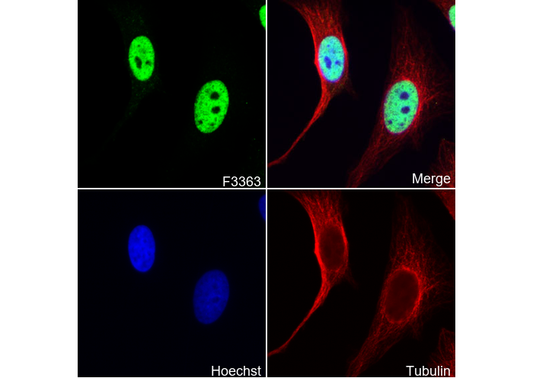 CTCF Antibody